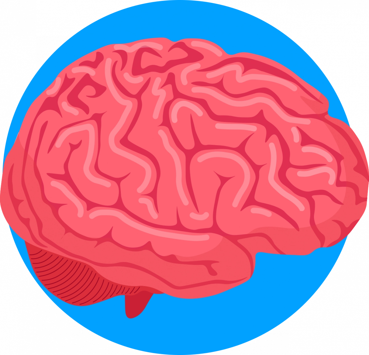 Schéma du cerveau